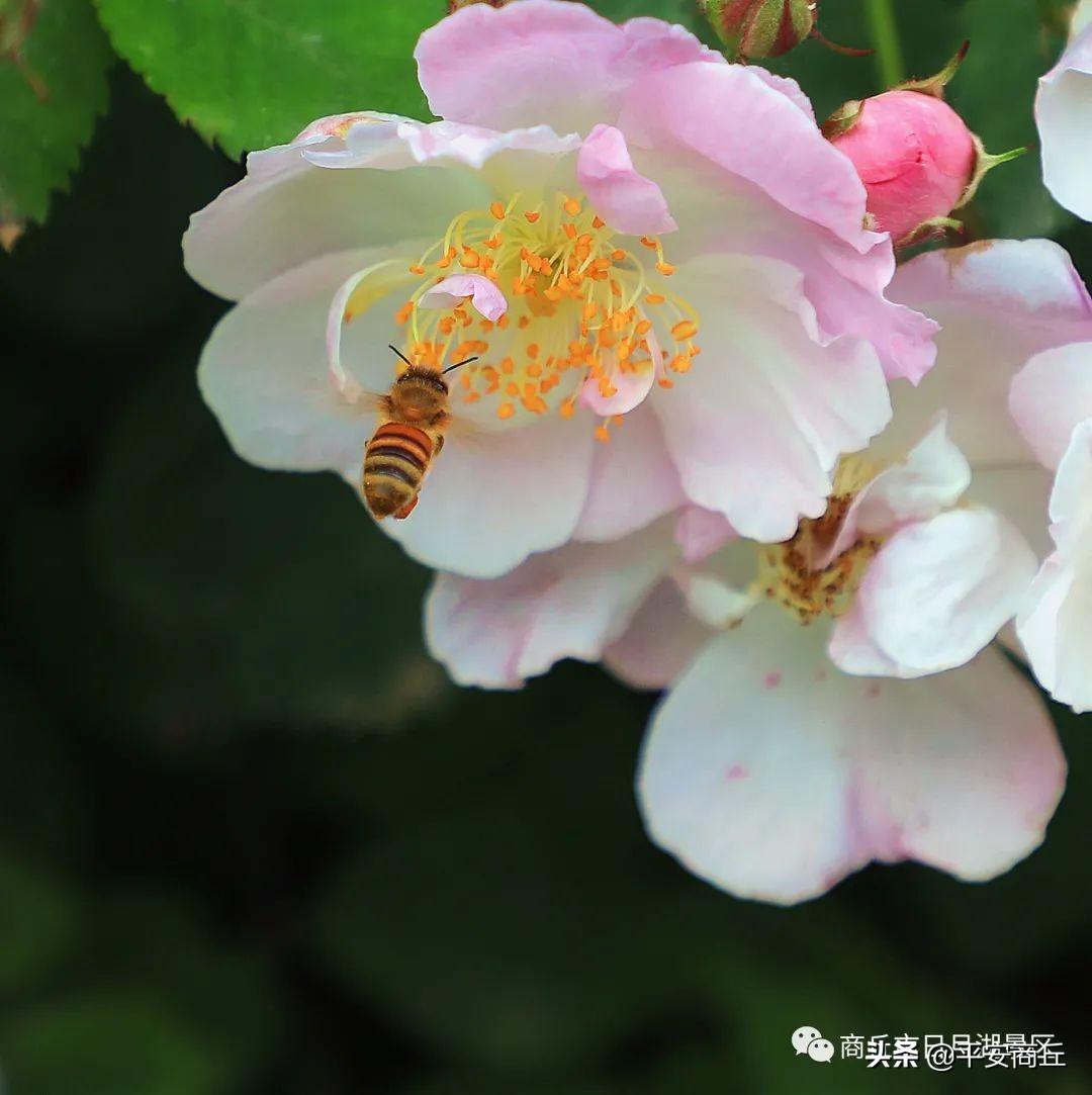 最新儿童玩具，自然美景的奇妙探索之旅