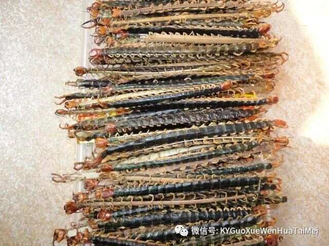 小巷中的最新蜈蚣味蕾探险