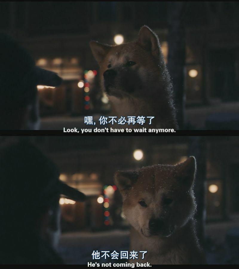 时代之光下的犬类传奇，最新狗狗电影重磅上映