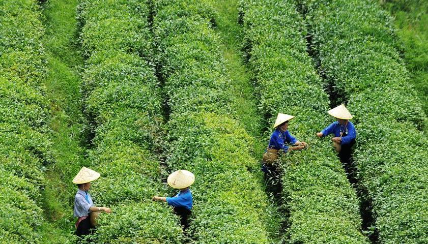 茶园最新动态，小巷深处的独特茶香之旅揭秘